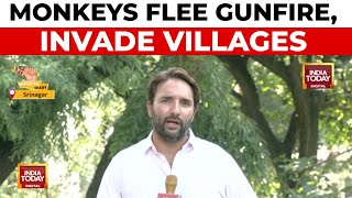 Akhal Encounter: Gunfight Drives Monkeys to Villages, Locals Face Menace