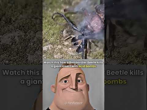 See how Bombardier beetle attack with acid! #shorts #youtubeshorts #science #fyp #nature