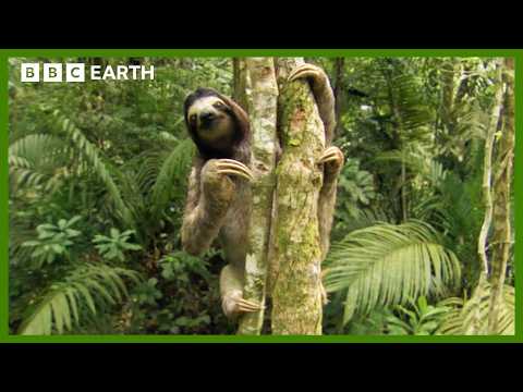 Slow Down With Sloths | Animal ASMR | BBC Earth