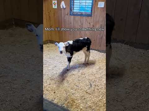 Funny cow🐮🐮#cow #cows #fyp #foryou #foryoupage #farm #funny #funnyshorts