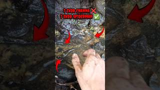 UNBOXING IKAN CHANNA - IKAN CHANNA #shorts #channa #limbata #viral
