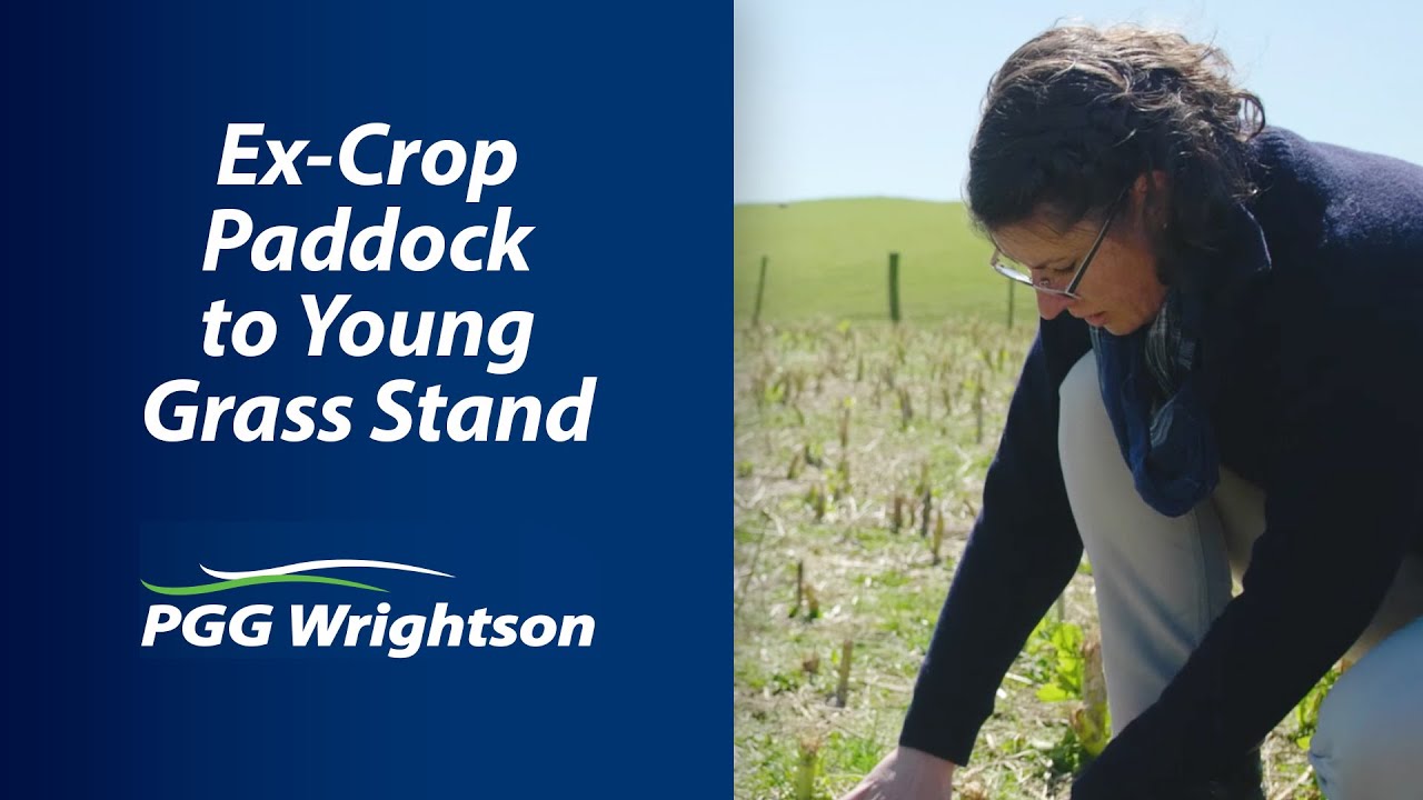 Ex-Crop Paddock to Young Grass Stand | PGG Wrightson Tech Tips