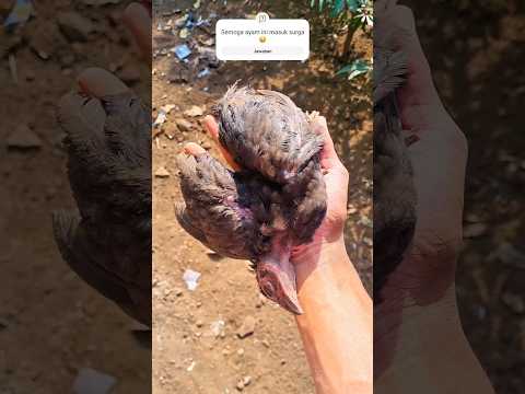 Kasihan 😢 ayam ini pergi meninggalkan telurnya 😭 #shorts #chicken