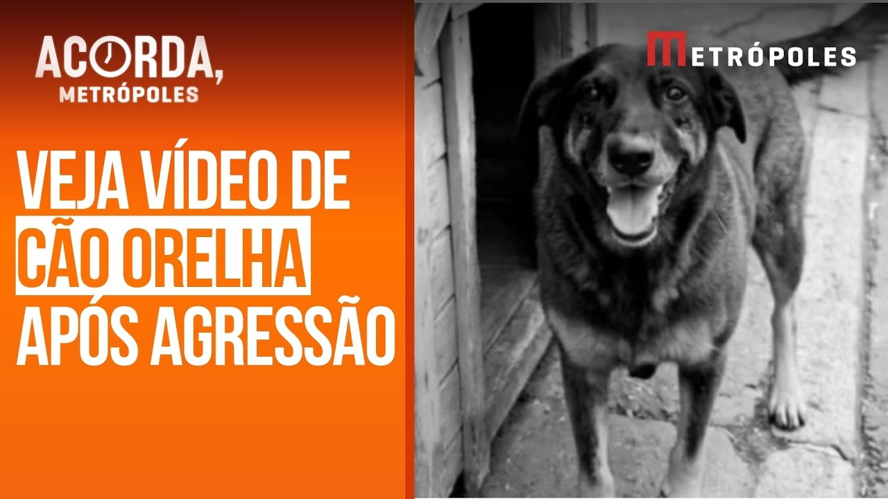 Cão Orelha: imagens mostram cão andando na rua após horário da agressão