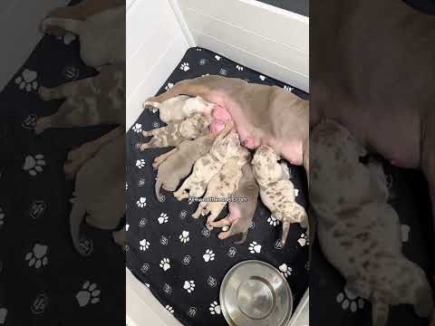 #trend #bulldog #pets #viralshorts #viralvideos #petproject #puppy #animalproject #love #trending