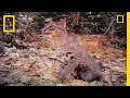 African Golden Cat Conservation and Behavior