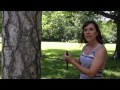 Tree Coring Techniques and Best Practices