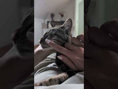 💆💖 #chat #chatdrole #cat #chatmignon