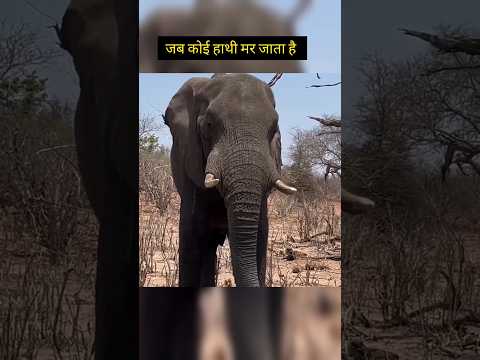 jab कोई हाथी मर जाता है। तो दूसरे हाथी उसके साथ कैसा सुलूक करते है। #trendingshorts #amazinature
