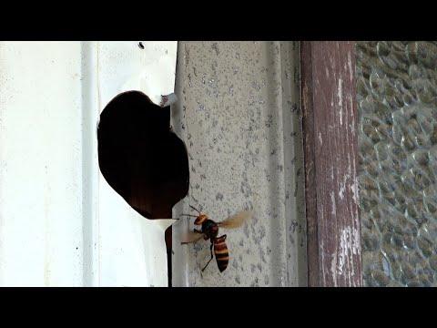 生き物YouTuberの家に巣を作ってしまったスズメバチの末路
