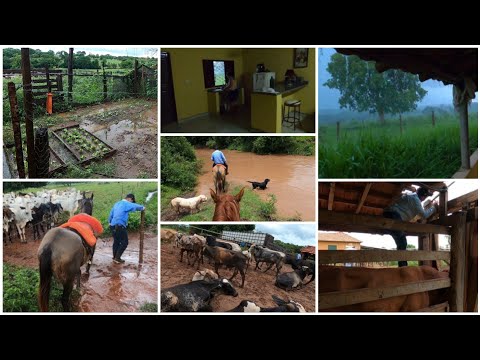 LIDA BRUTA DO GADO COM CHUVA| CORREGO CHEIO| BOI DANDO TRABALHO| TEVE QUE DESMONTAR A PESCOCEIRA!