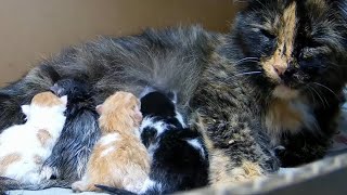 2025-08-19: Scribbles Kitten Birth Archive