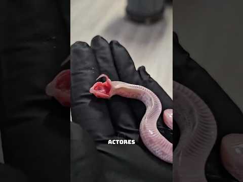 Esta serpiente muere en cuanto la tocan