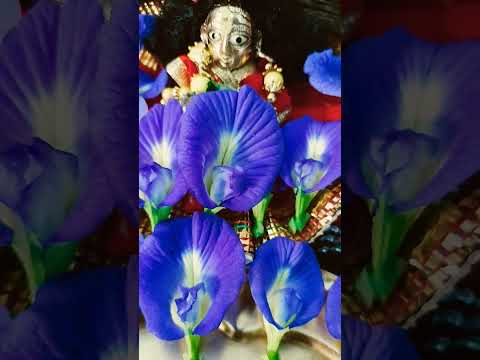 Radha Radha Radha Radha Naam #ytshorts #radheradhenaam #vrindavandham