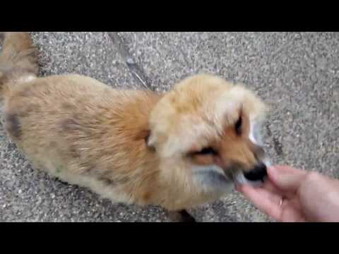 Coming home to Finnegan Fox