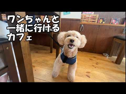 【犬同伴OKのカフェ】自分がデカプーであることを改めて実感する大きいトイプードル【トイプードルのロアくん】【toypoodle】