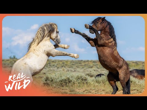 Why These Horses Are So Dangerous Will Surprise You