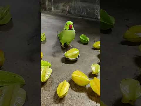 paroot enjoying & relaxing 😎😎 chill #talkingparot #petbird #funny #chill #reels