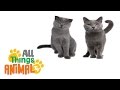 Cats: The Ultimate Hunters