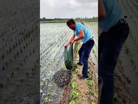 إلقاء مئات الكيلوغرامات من السلطعون في حقول الأرز.