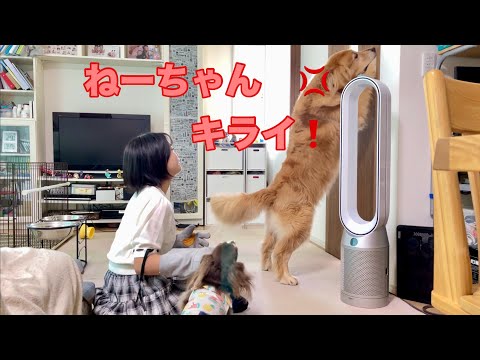 妹犬ばかり遊ぶ姉を見て、嫉妬心MAXで家出をはじめる大型犬クッキー【ゴールデンレトリバーとミニチュアダックスフンド】