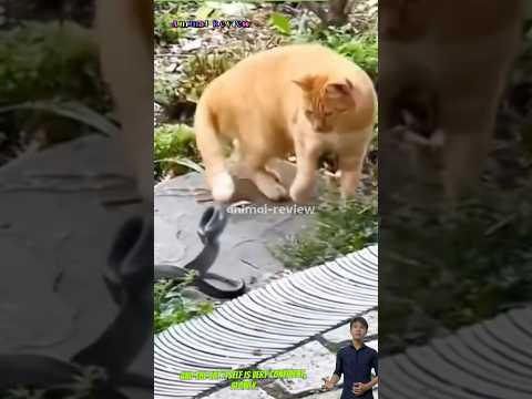 Mèo thân thủ rất nhanh con rắn không chạm được cộng lông của nó