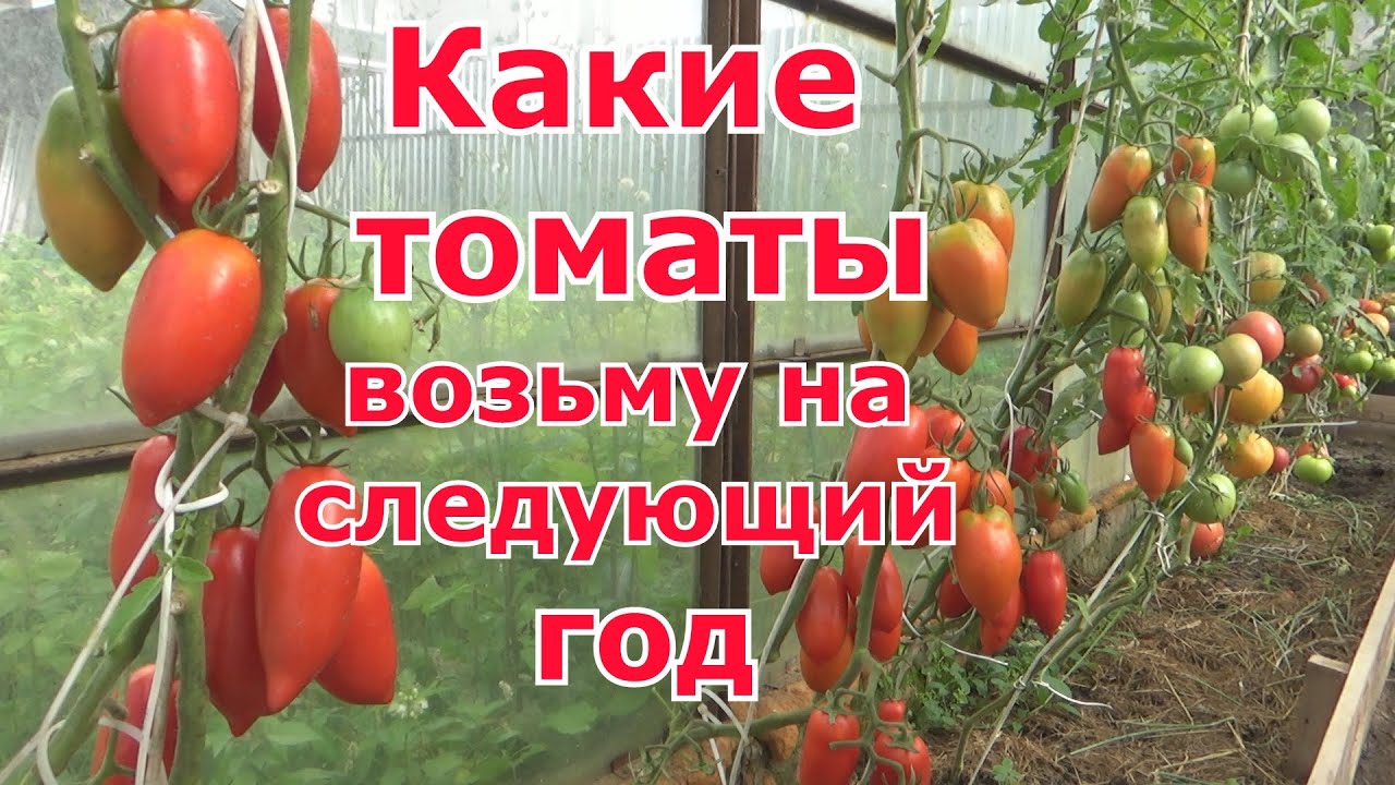 Понравившиеся томаты сезона 2019, и томаты которые не возьму в 2020 год. Сорта и гибриды помидоров