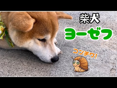 激しく暴れた後の巨体柴犬兄がヨーゼフ化していてかわいい