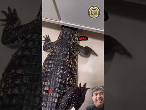 Buaya darat #kitten #reptiles #lizard #crocodile #animals #iguana #shorts #reaction #memes #funny
