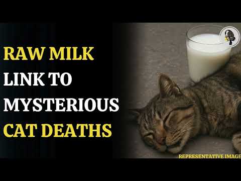 Bird Flu Outbreak in Texas: Cats Die After Drinking Infected Raw Milk | WION Podcast