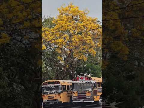 🌳 Hermoso árbol #árboles #belleza #elsalvador #cortesblanco #impresionante #nature