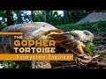 Gopher Tortoise Ecology and Survival