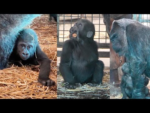 Adorable Moments of Baby Gorilla Makongo: Feeding and Climbing