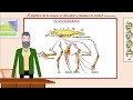 Cuestionario sobre Cladogramas