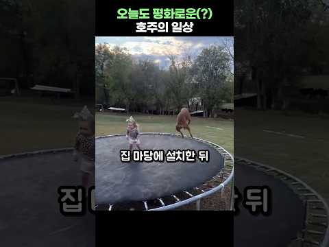 오늘도 평화로운(?) 호주의 일상