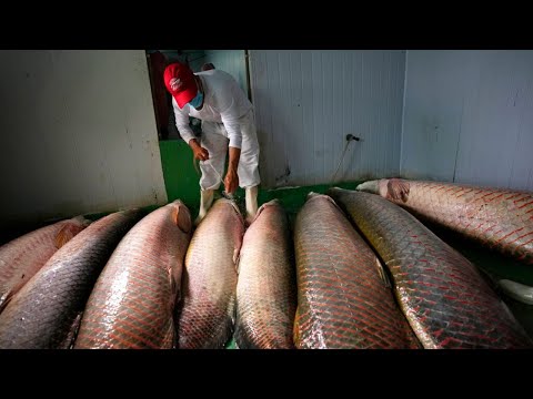 YouTube video thumbnail: Africa’s Freshwater Fish Under Threat as Stocks Decline