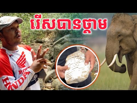 រេីសបានថ្គាម​ ដំរី​ នៅក្នុងជន្លងជ្រោះលេីភ្នំខ្មោច​ 