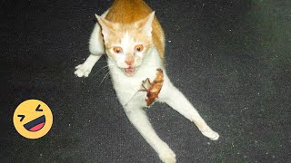 🤣HOLDING YOUR LAUGH while Watching these video😹 - Funny Cats Life