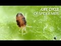 Spider Mites: Life Cycle and Impact