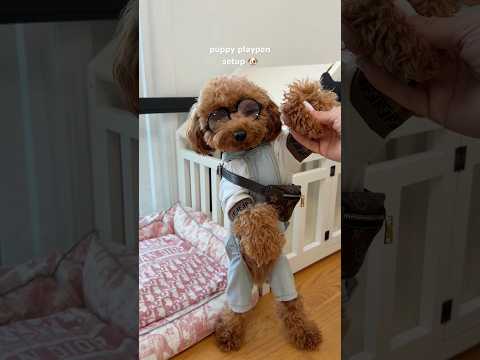puppy playpen hack #puppy #dog #hack #dogowner #asmrsounds #shorts