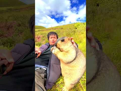 Cute Wild animal bobak marmot or prairie dog 140 #marmot #animal #animals #funnycute #wildanimals