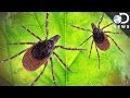 Understanding Lyme Disease and Treatment