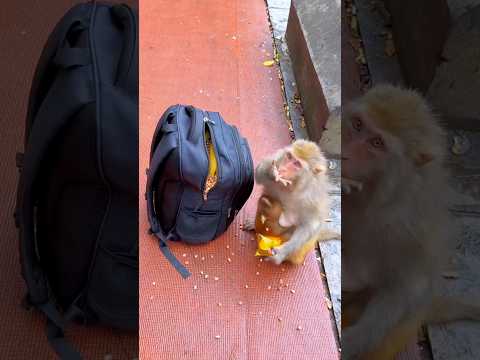 बंदर ने सारा मूंगफली चुराकर खा लिया 😮 #shorts #monkey #shortsviral #shortsfeed