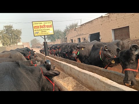 👍📞📲9518675909 , 35 मुर्रा भैंस जा रही महाराष्ट्र लातुर व कर्नाटक निपानी में राज डेरी फार्म से