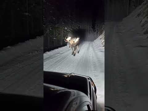 Dashcam: Moose vs Truck — Idaho Right-of-Way