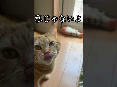 猫の動画サムネイル - 私じゃないよ ねこ 蹴りぐるみ ボロボロ cat アメショ うめ