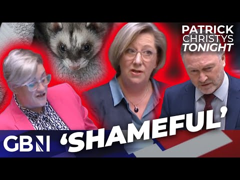 'SHAMEFUL' Labour MPs debate FERRETS instead of safeguarding kids: 'Trans-extremists SCARE Labour'
