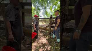 Mechito y El Tieso no pueden ordeñar una Vaca