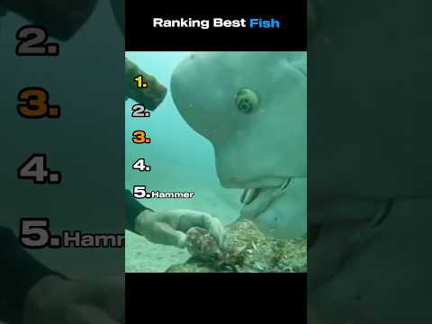 Ranking Best Fish #funnyvideo #funnyanimals #fish #ranking
