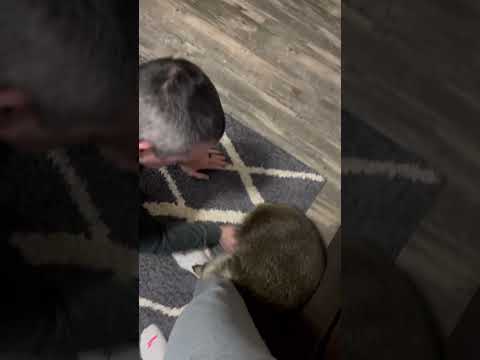 Look at the face holding at the end ? #raccoonfamily #animals #raccoon